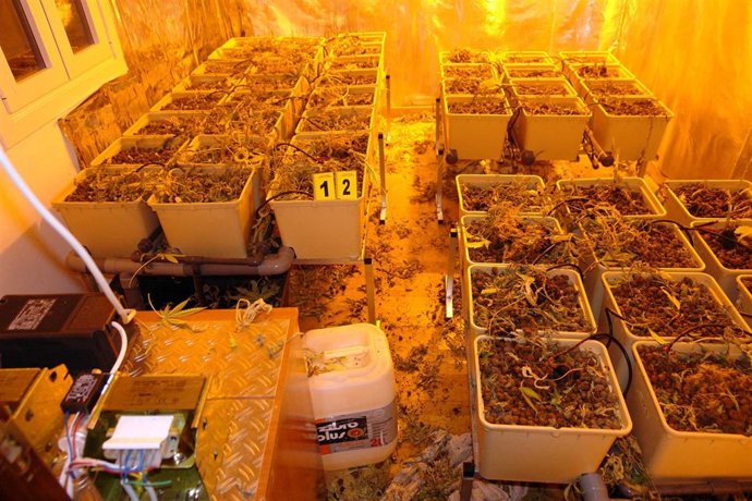 La Policía Foral encuentra 200 plantas de marihuana en un piso de Bera que se us