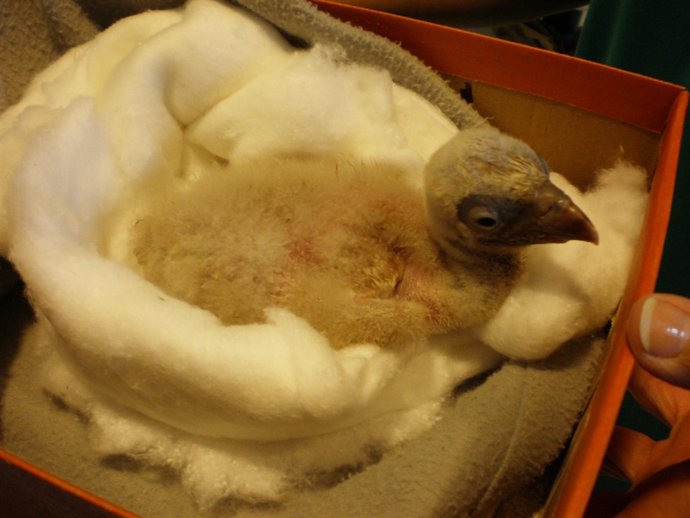 Buitre leonado recién nacido en el zoo de Vigo