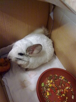 El ejemplar de chinchilla protegido