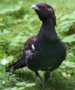 Ejemplar De Urogallo