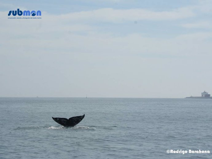 Ballena gris avistada en Barcelona