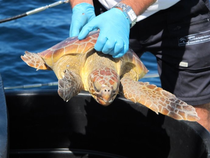 Tortuga liberada tras recuperarse en las instalaciones de la Junta