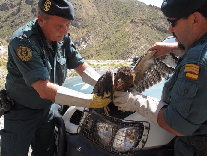 El Seprona rescata un águila perdicera en Cuevas del Almanzora