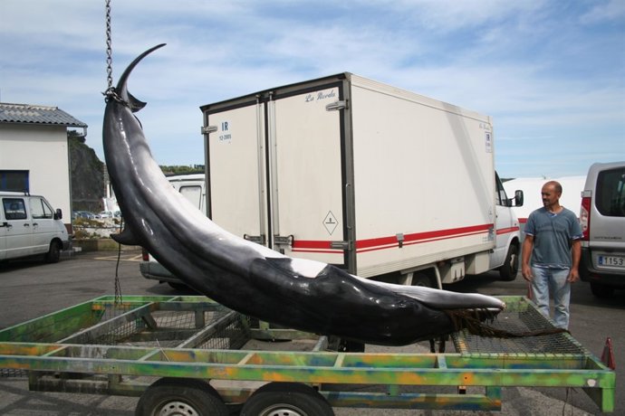 Ballena muerta en Valdés