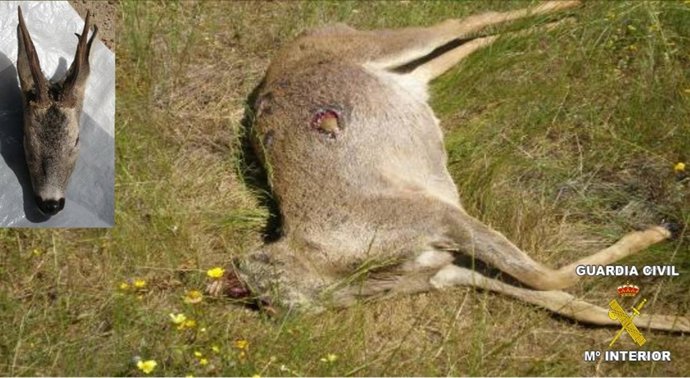 NP Guardia Civil (Sorprendidos Cazando Ilegalmente Un Corzo En Un Coto De Fuenla
