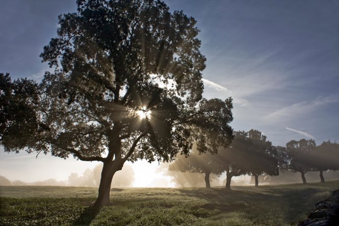 Primer premio de concurso de fotografía sobre la dehesa