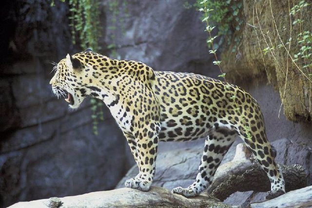 Jaguar, felino