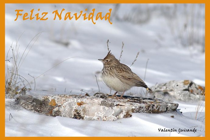 Un instantánea del fotógrafo soriano, convertida en felicitación navideña.