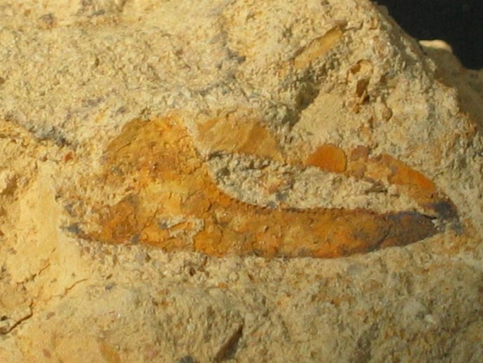 Imagen de la pinza de la especie 'Uca'  más conocida como 'cangrejo violinista' 