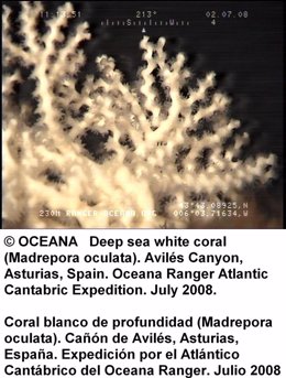 Corales amenazados
