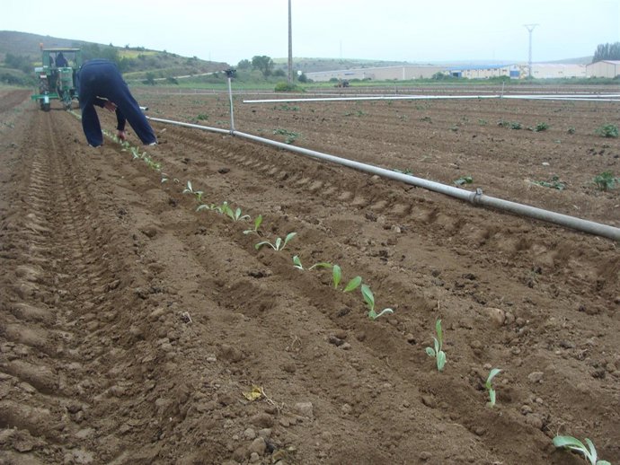 Un momento de la plantación.