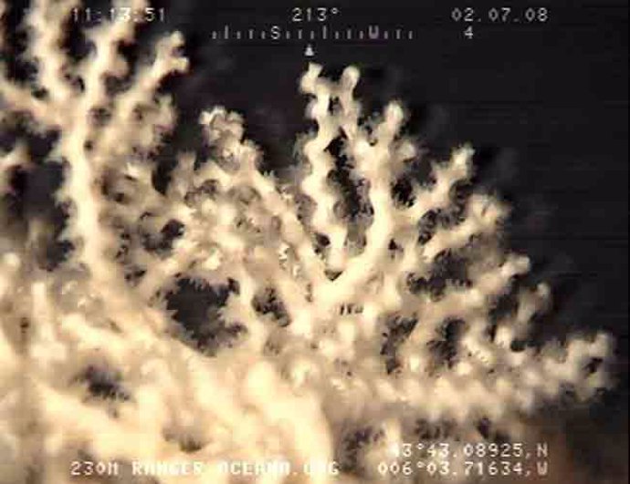 Corales de profundidad