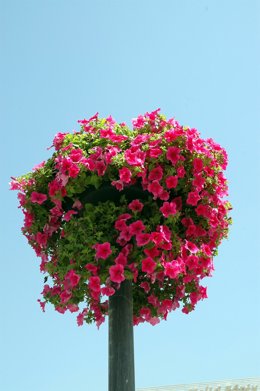 Más color en el jardín.