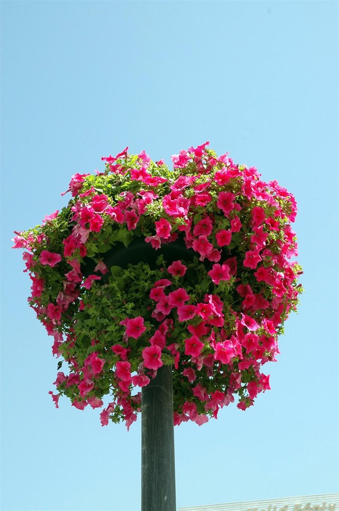 Más color en el jardín.