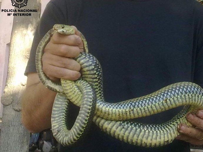 Culebra hallada en Granada