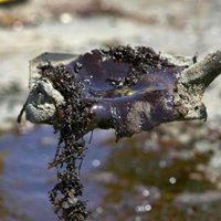 El vertido del golfo de México le ha costado a BP más de 2.000 millones de dólares