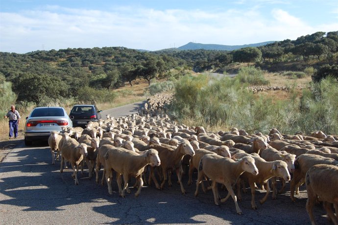 LLEGAN A TOLEDO LAS OVEJAS DE EXTREMADURA