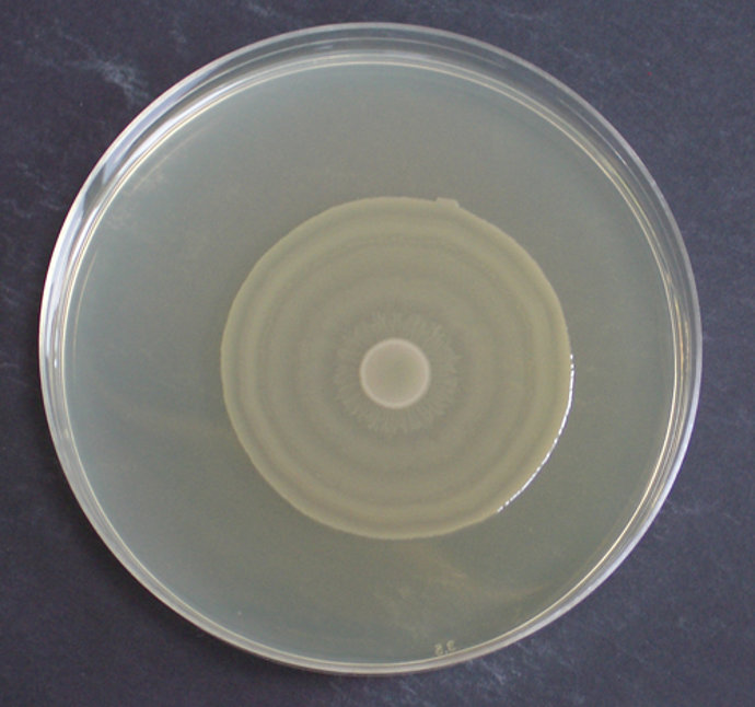 Movimiento de un enjambre de población bacteriana