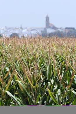 Cultivos de Andalucía
