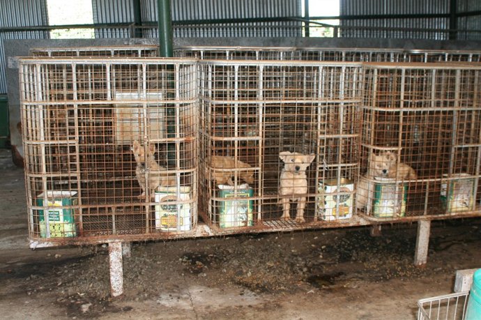 Los perros rescatados