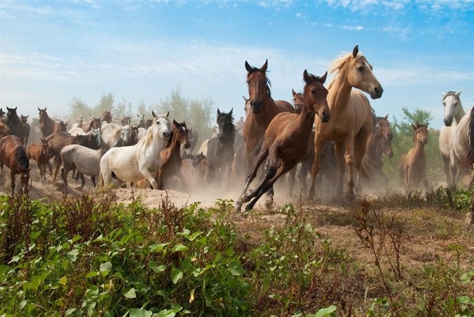 Imagen de la Saca de las Yeguas.