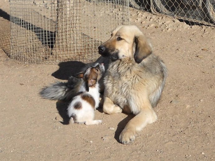Dos de los canes acogidos por la Protectora de Ávila.