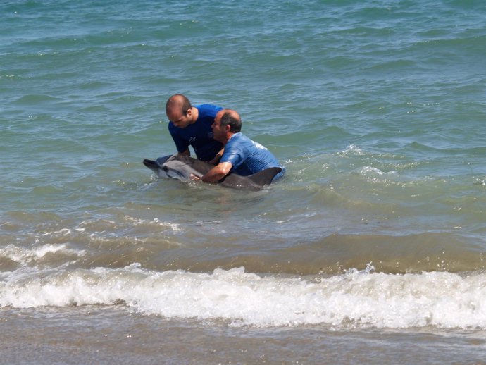 Técnicos atienden a un delfín listado en la costa de El Ejido 