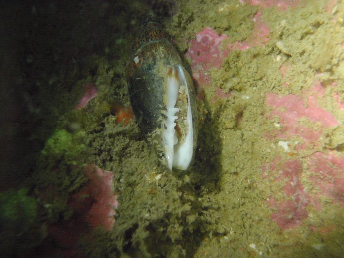 Imagen del molusco 'mitra zonata', hallado en El Rompido (Huelva)