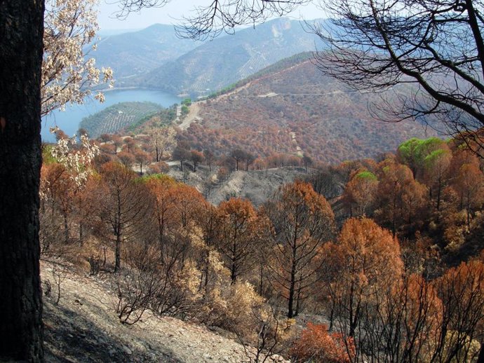 Resultado del incendio de 2007