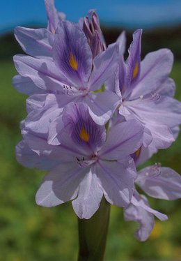 Jacinto de agua, flor