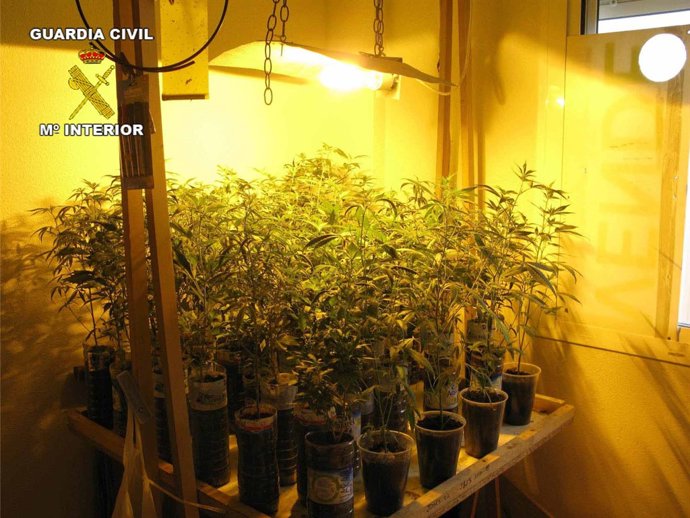 100 plantas de marihuana intervenidas en Huércal de Almería