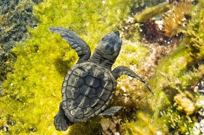 Ejemplar de tortuga boba (Caretta caretta) nadando