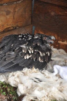 Imagen de un quebrantahuesos