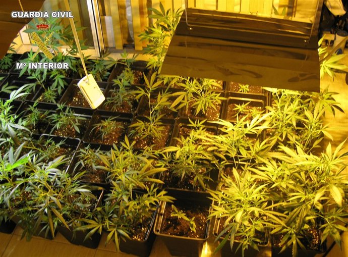 Invernadero localizado