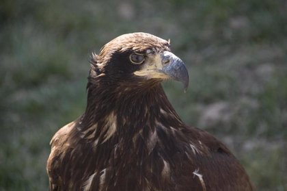 El águila imperial cría 60 años después de extinguirse la especie