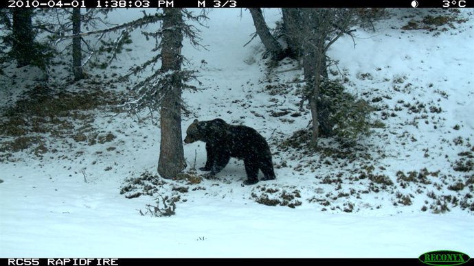 Fotografía del macho de oso pardo 'Pyros' en el Pirineo catalán