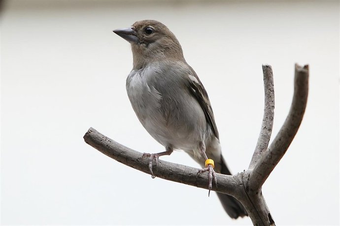 Cría en cautividad del pinzón azul en Gran Canaria.