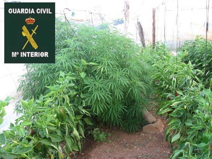 Invernadero desmantelado