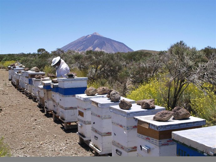 Los apicultores llevan las colmenas de la costa al Teide
