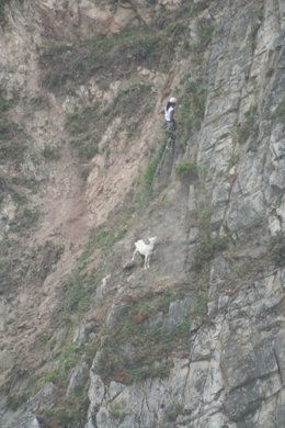 Cabra en la playa del silencio