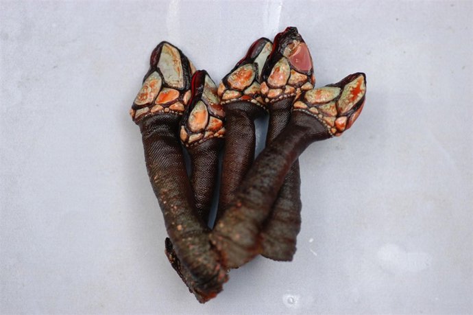 Muestra de la nueva especie de percebe descubierta por investigadores de la USC.