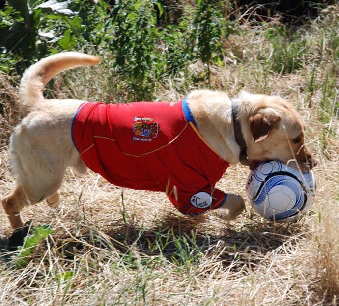 Perro de El Refugio en apoyo de 'La Roja' 'juntos haremos historia'