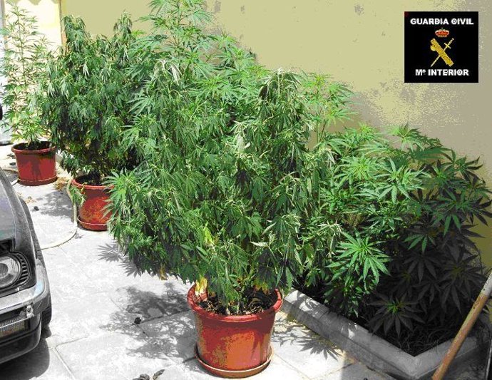 Una de la plantas intervenidas.