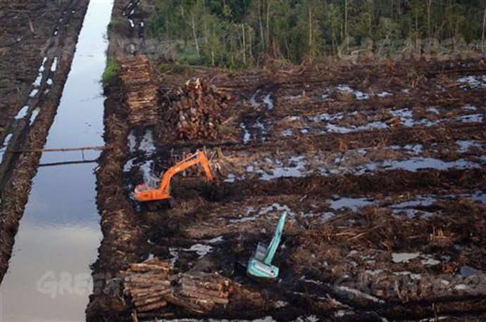 Deforestación en Sumatra 