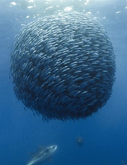 Banco de peces océanos