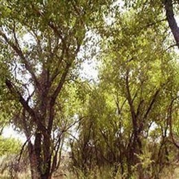 Imagen de un bosque frondoso