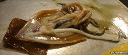 El pene erecto del calamar