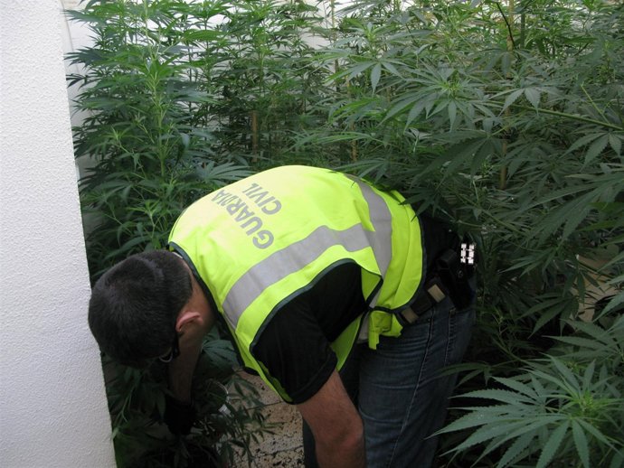 Plantación de marihuana en Montellano