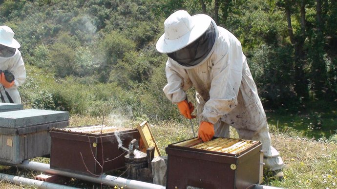 Apicultor trabajando