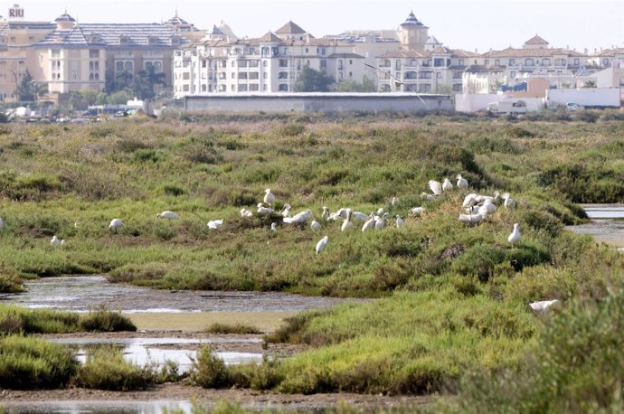 Imagen de la nueva colonia de espátulas localizada en Ayamonte